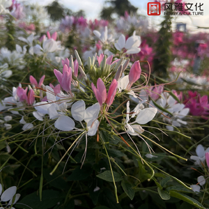 婷婷激情丁香六月开心五月
